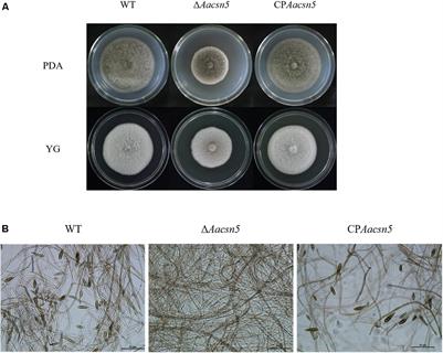 Csn5 Is Required for the Conidiogenesis and Pathogenesis of the <mark class="highlighted">Alternaria alternata</mark> Tangerine Pathotype